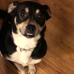 Meet your Posher, Bella